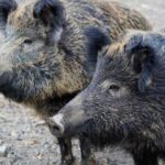 Випадки АЧС зафіксовані у двох областях України