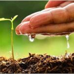 Вологість ґрунту – половина норми, – Денис Марчук