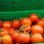 Помідори дешевшають: ціни вже нижче минулорічних