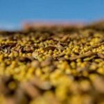 Експорт соєвого шроту залишається значно вищим за середній