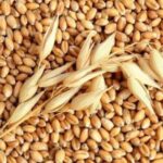 Ціни на фуражний ячмінь залишаються високими в умовах обмеженої пропозиції