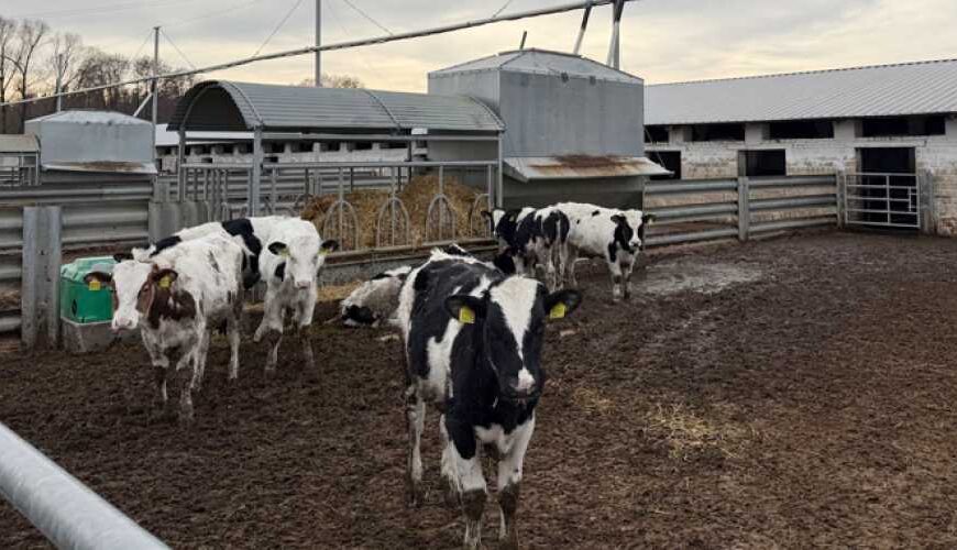 Мінагрополітики розробить типову комплексну модель тваринницької ферми