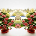 Бальзамін відмовився цвісти і не пускає бутони: як оживити рослину