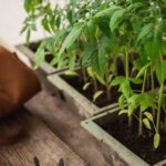 Як і коли пікірувати розсаду томатів