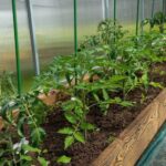 Обробка грунту в теплиці навесні для профілактики хвороб і шкідників перед висадкою розсади