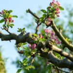 Одна з найнебезпечніших хвороб плодових рослин, здатна в найкоротші терміни знищити фруктовий сад.