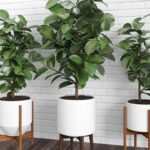 Як зробити кущ фікуса – є кілька ефективних порад