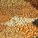 Україна нарощує експорт сільськогосподарського насіння