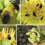 Прихованою проблемою є стійкість до шкідників. Коротко про головне – журнал Proposy