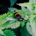 Зелене добриво своїми руками: які рослини не можна підгодовувати настоєм кропиви