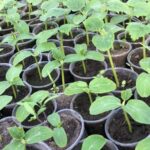 Підгодівля розсади огірків в домашніх умовах: чи потрібна і як правильно це робити