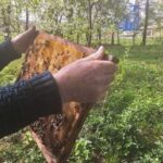 Пасічники, виробники горіхів і збирачі дикорослих трав хочуть спростити законодавство