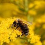 Новий агросезон: про що варто пам’ятати пасічникам і сільгоспвиробникам