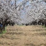 Морози в Сербії знищили врожай абрикосів