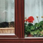 Свою кімнатну герань обрізаю за правилом 3-5-7. Через місяць я отримую пишний кущ без жодного витягнутого стебла.