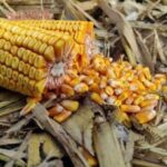 Кукурудза подорожчала, соняшник дешевшає, ріпак під загрозою заморозків
