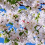 «Профілактика хвороб і захист від поворотних заморозків»: Правильний догляд за садом у період цвітіння