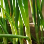 Не доведеться купувати розсаду: як виростити цибулю з насіння та отримати багатий урожай