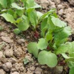 Зола для редиски: інструкція із застосування, дозування і користь