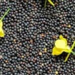 Ціни на ріпак залишаються стабільними