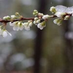 Молдова попереджає про загрозу заморозків: найбільше можуть постраждати фруктові сади та виноградники