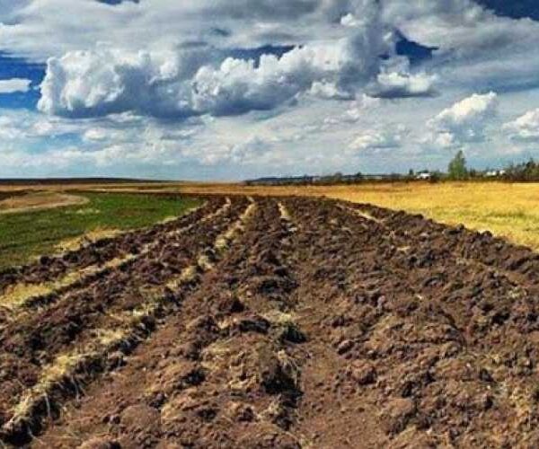 Півроку Земельного банку: більше грошей у бюджеті та справжня конкуренція на торгах