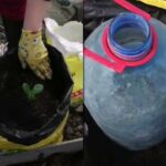 Незвичайний спосіб посадки кабачків і огірків – навіть холодним літом буде урожай