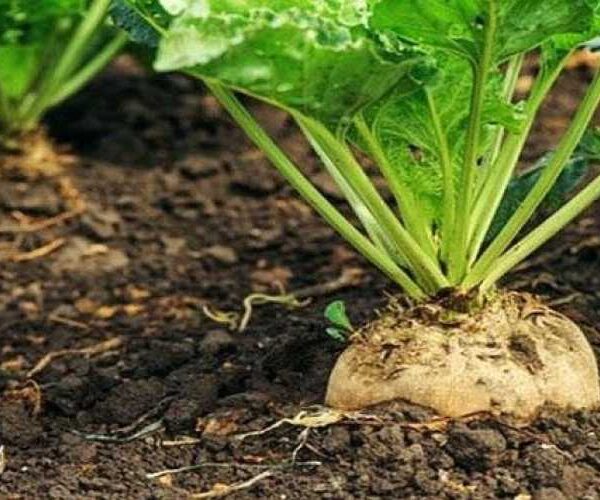 Цукрові буряки у Вінницькій області: посіяно 90% планових площ