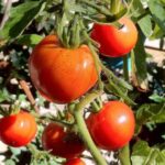 Догляд за помідорами в червні: п’ять порад для гарного врожаю