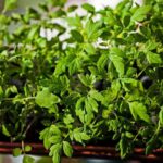 Розсада томатів попурпуріла: чому це сталося і як врятувати рослини