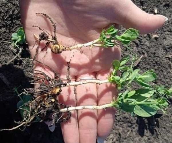 Хороші результати демонструє озимий горох на полях Агрофірми «Ольгопіль».
