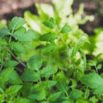 «Перша підгодівля після розсади»: що давати помідорам, щоб вони зміцніли, адаптувалися і почали добре плодоносити