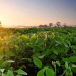 Площі посівів сої в Європі цього року залишаться на історичному максимумі