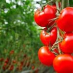 На ринку з’явилися перші українські тепличні томати