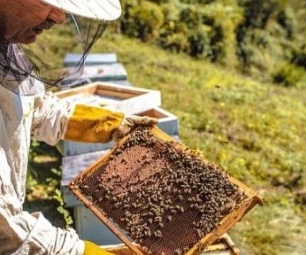Частка фальсифікованої фармацевтичної продукції висока і стабільна — 20-25%