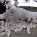 Урожаю ранніх абрикосів цього року, ймовірно, не буде, каже еколог