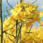 Озимий ріпак – коротко про головне – журнал Пропозиція