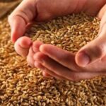 Недостатня пропозиція якісної пшениці стримує ціни