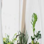 Не ростуть і в’януть: які кімнатні квіти не можна ставити поруч