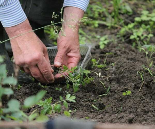 Збір помідорів на 25 днів раніше: підготовка грунту, загартування розсади, посадка в похмурий день