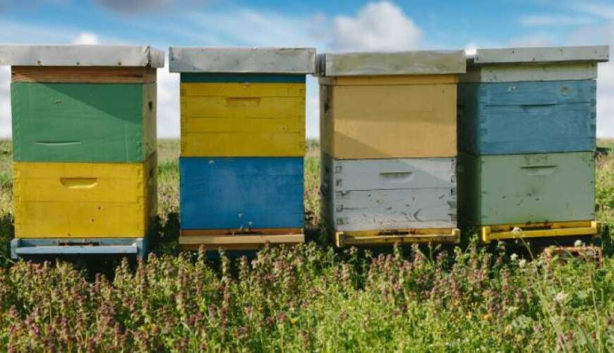 Бджолозапилення додає до врожаю 80-99%.