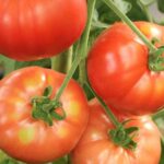 «Рекомендації по вирощуванню томатів»: Які добрива не можна вносити в лунку при посадці