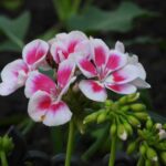 Що додати в горщик з геранню, щоб вона пишно цвіла