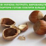 Україна за п’ять років збільшить виробництво фундука втричі. Імпортери готові платити більше за якість