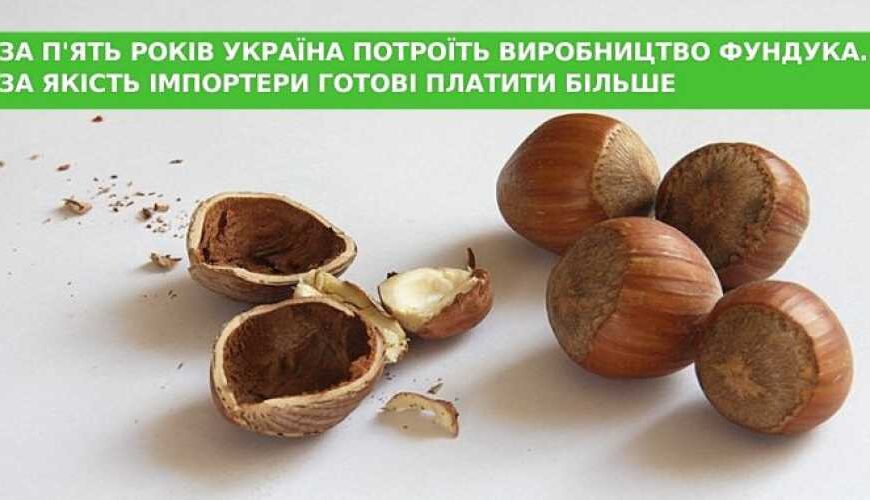 Україна за п’ять років збільшить виробництво фундука втричі. Імпортери готові платити більше за якість