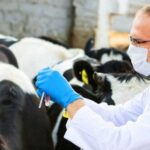 Раду просять не вносити зміни до закону про ветеринарну медицину до введення його в дію