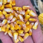 Українська кукурудза може виграти від нових мит США