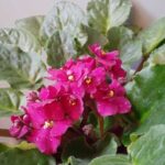 Як флористи використовують насіння льону для пишного цвітіння кімнатних рослин