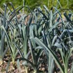 Дві обов’язкові весняні підживлення озимого часнику, щоб забезпечити щасливий урожай