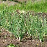 Як точно вгадати з першою підгодівлею озимого часнику